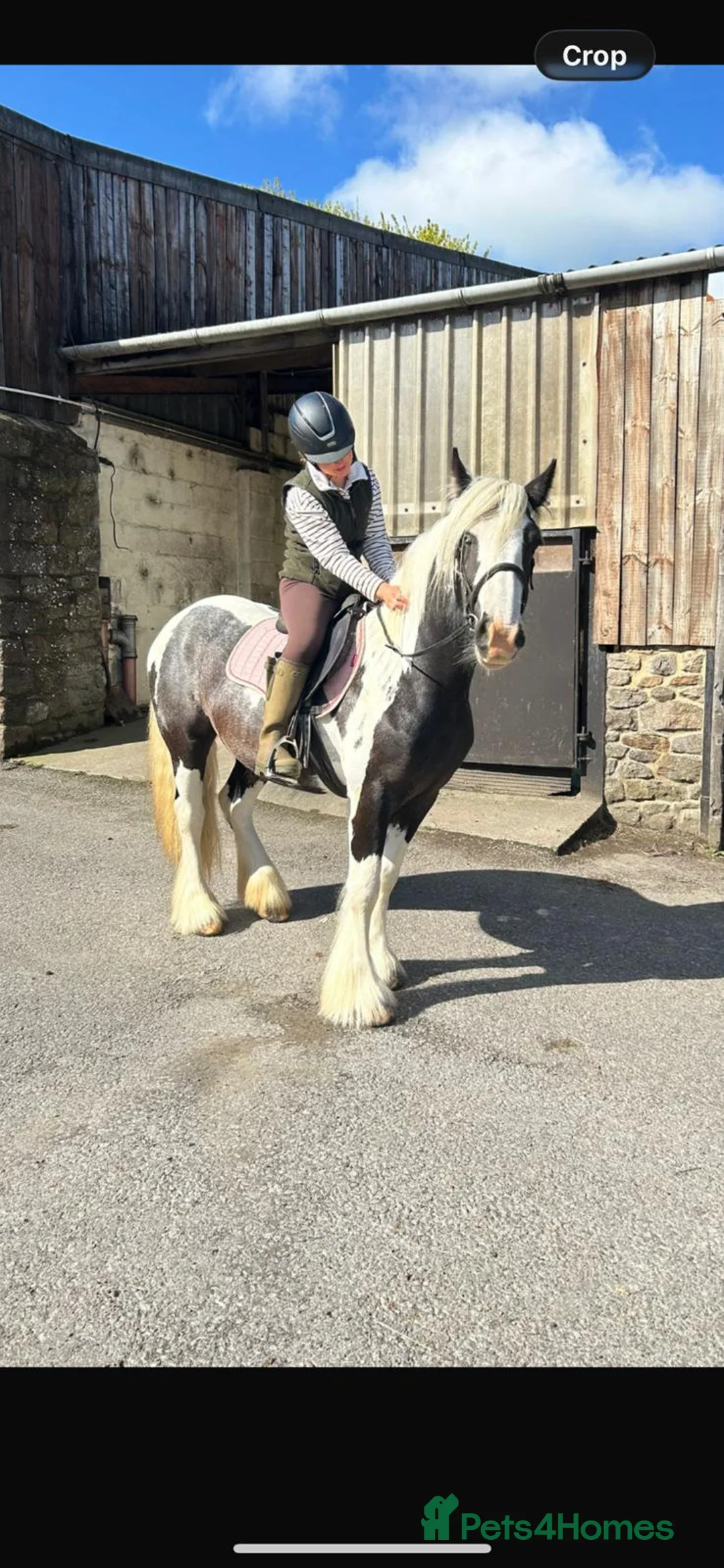 Irish Cob horses for sale: OAKVILLE ANASTASIA  - Advert 2