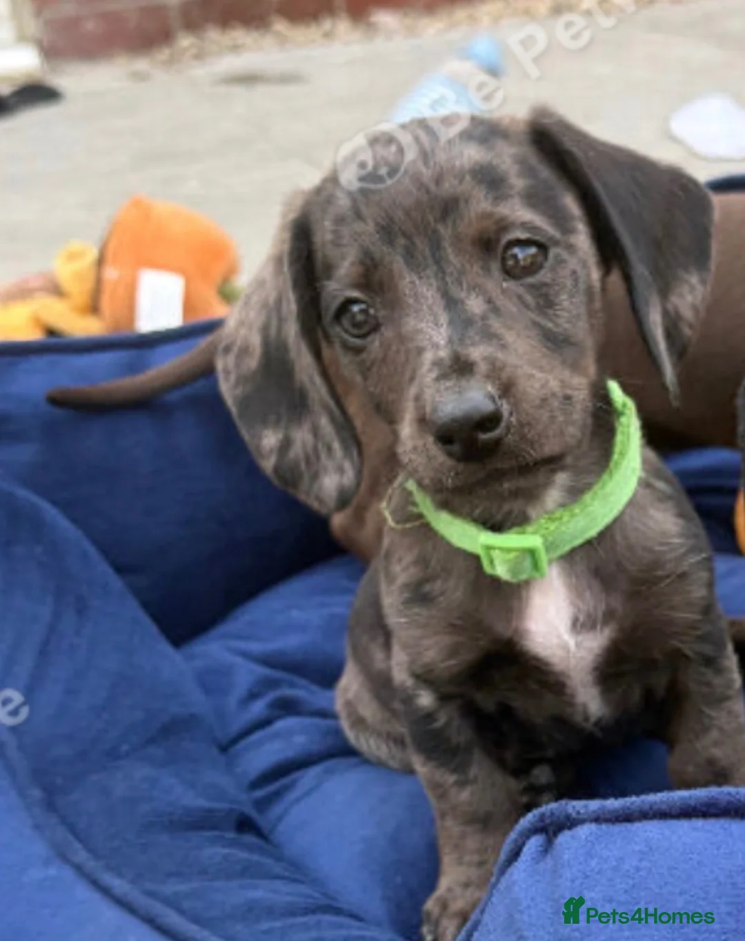 Miniature Dachshund dogs for sale: Little otis  in Mirfield - Advert 6
