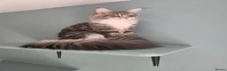 Maine Coon cats for sale: GCCF female maine coon - Advert 8