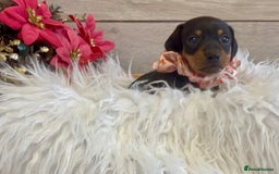 Miniature Dachshund dogs for sale: Miniature Dachshund Puppies - Image 5
