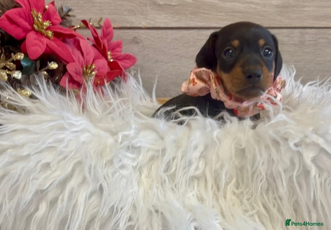 Miniature Dachshund dogs for sale: Miniature Dachshund Puppies - Image 5