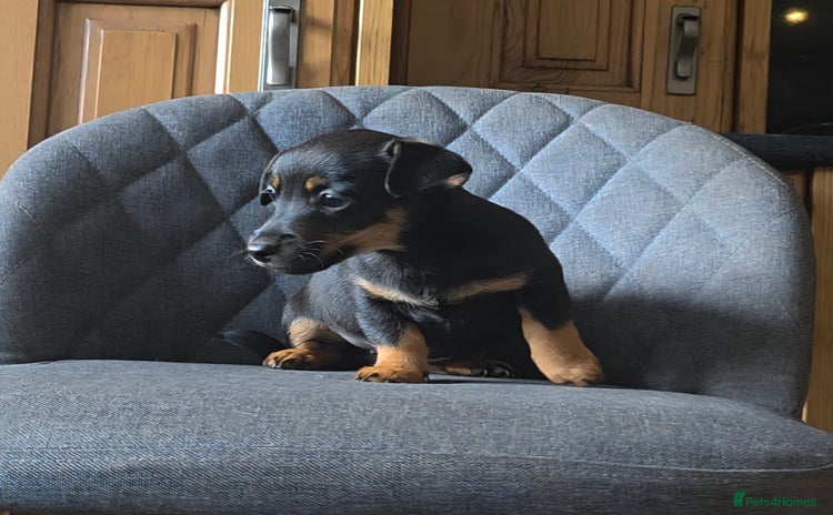 Mixed Breed dogs - Advert 5