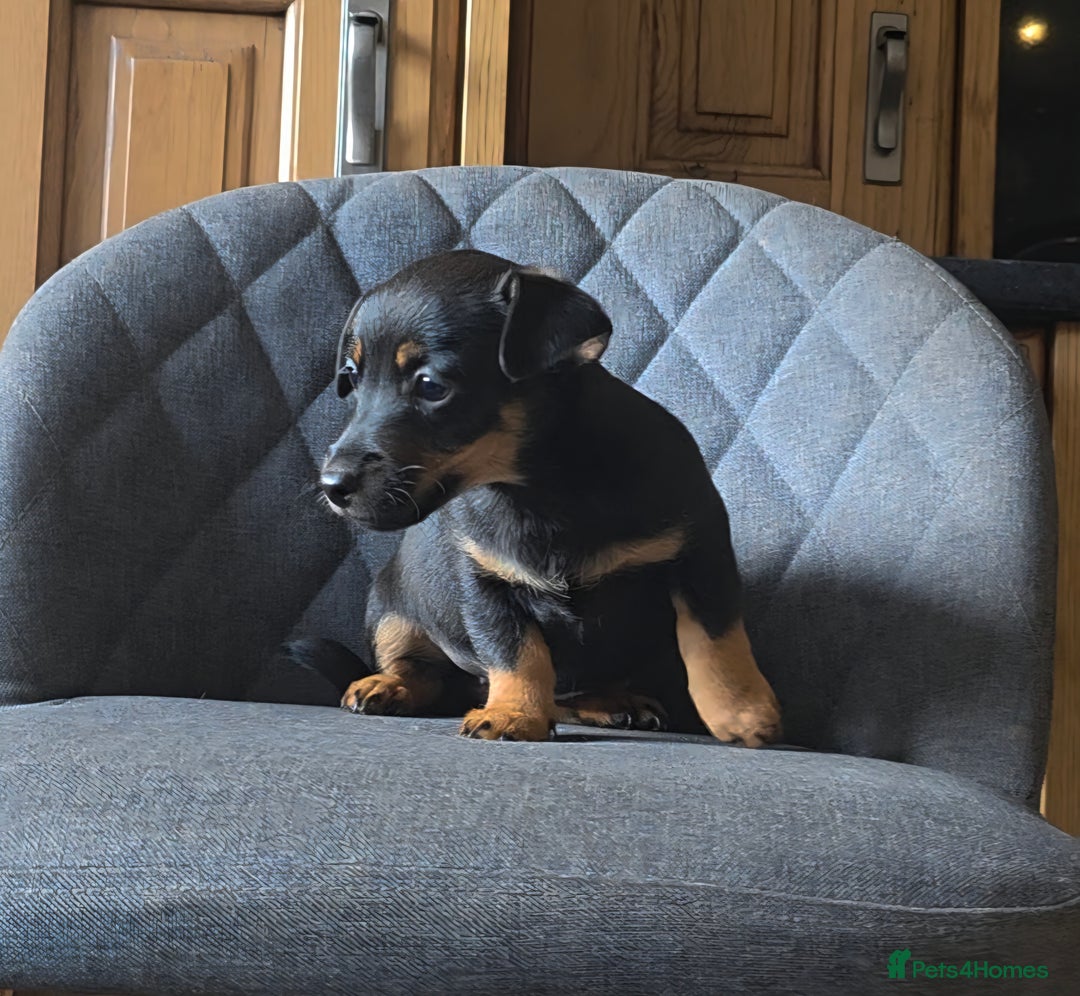 Mixed Breed dogs for sale: F1 Dachshund x Jack Russell  - Image 4
