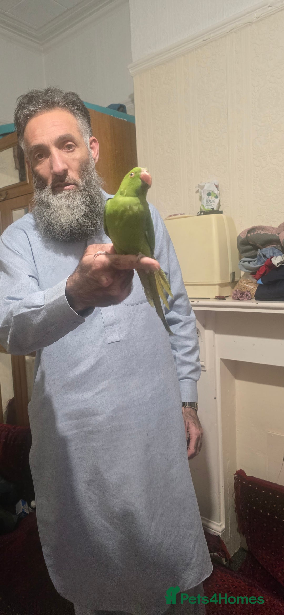 Parrots birds for sale: Green parrot - Advert 2