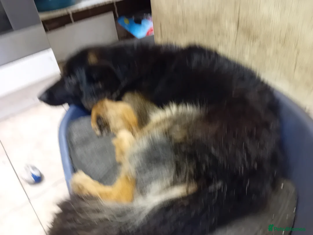 German Shepherd dogs for sale: Black and Tan boy - Advert 2