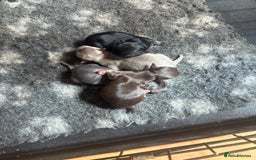 Chihuahua dogs for sale: Beautiful chihuahua puppies  - Image 2
