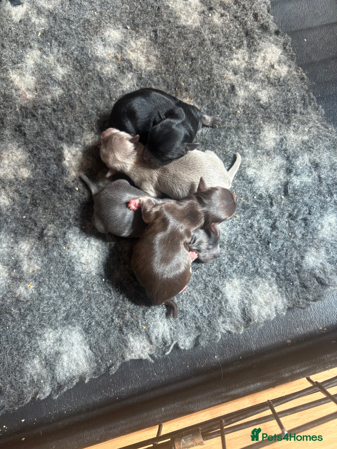 Chihuahua dogs for sale: Beautiful chihuahua puppies  - Image 2