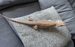 Bearded Dragon reptiles for sale: Bearded dragon with full set up  - Image 13
