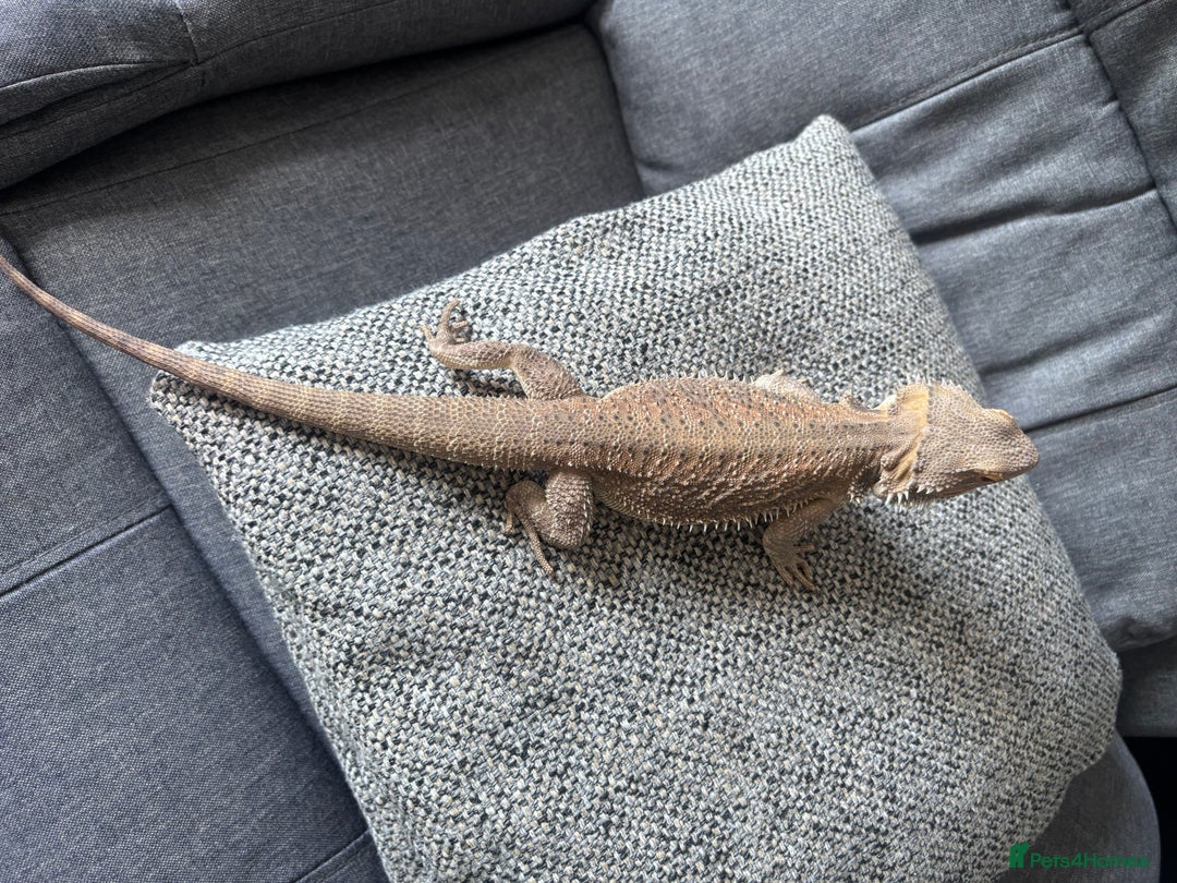 Bearded Dragon reptiles for sale: Bearded dragon with full set up  - Image 13