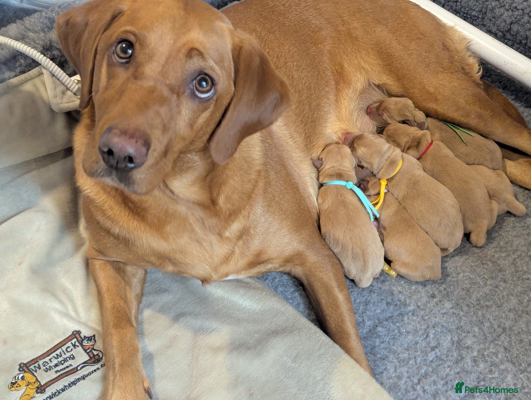 Labrador Retriever dogs for sale: Fox Red Working Labrador Retriever Puppies - Advert 1