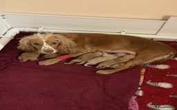 Cockapoo dogs for sale: Five Beautiful Cockerpoo Puppies  - Image 22