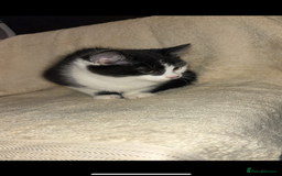 Mixed Breed cats for sale: 10 week old female - Image 3