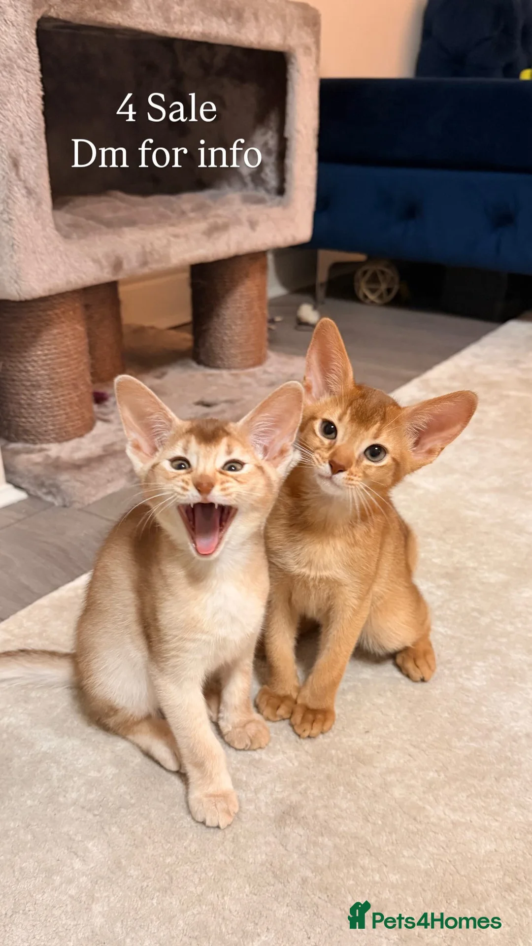 Abyssinian cats for sale: Abyssinian Kittens 🐾 - Advert 24