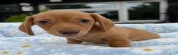 Miniature Dachshund dogs for sale: Miniature dachshund puppies 🐶 READY NOW - Advert 9