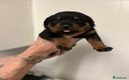 Rottweiler dogs for sale: 8 Beautiful, chunky Rottweiler pups  - Image 3