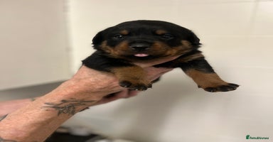 Rottweiler dogs - Advert 2