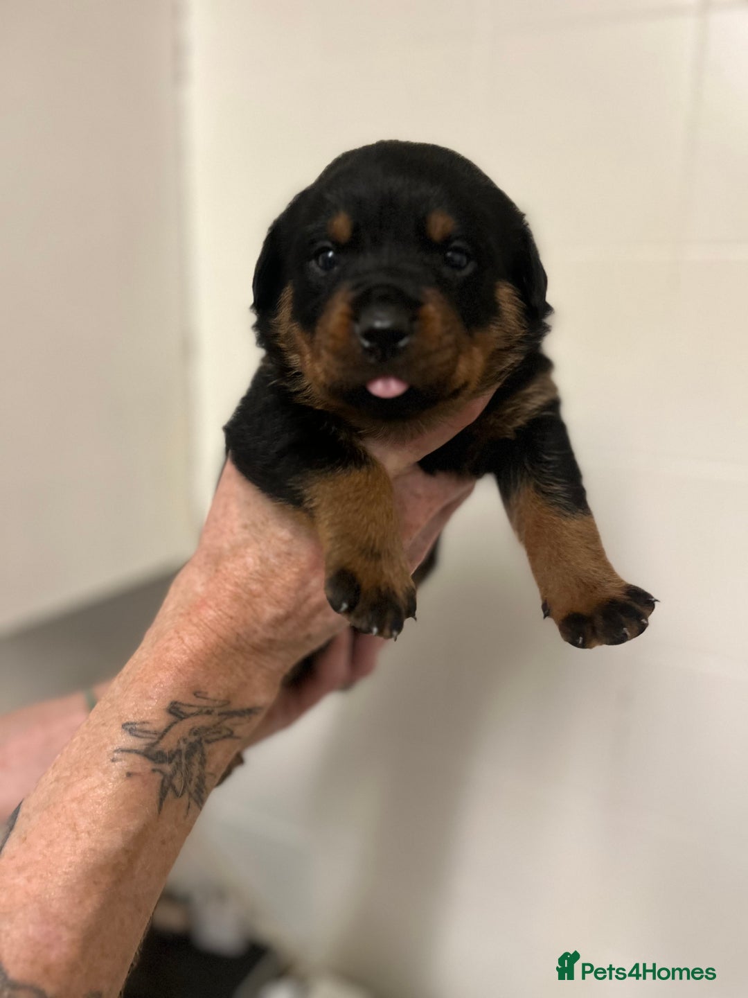 Rottweiler dogs for sale: 8 Beautiful, chunky Rottweiler pups  - Image 3