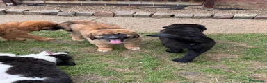 Floof 5