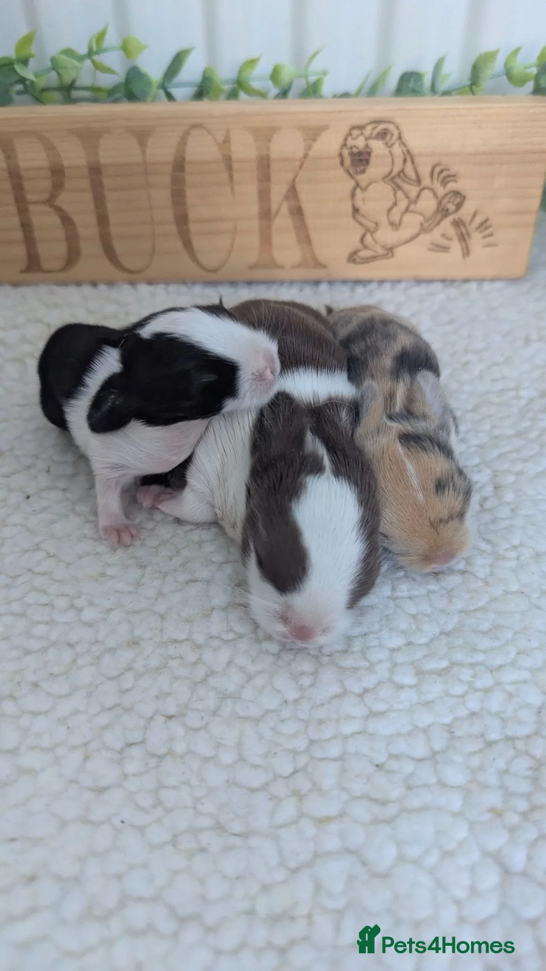 Mini Lop rabbits for sale: Mini lop litter waiting list open - Advert 5