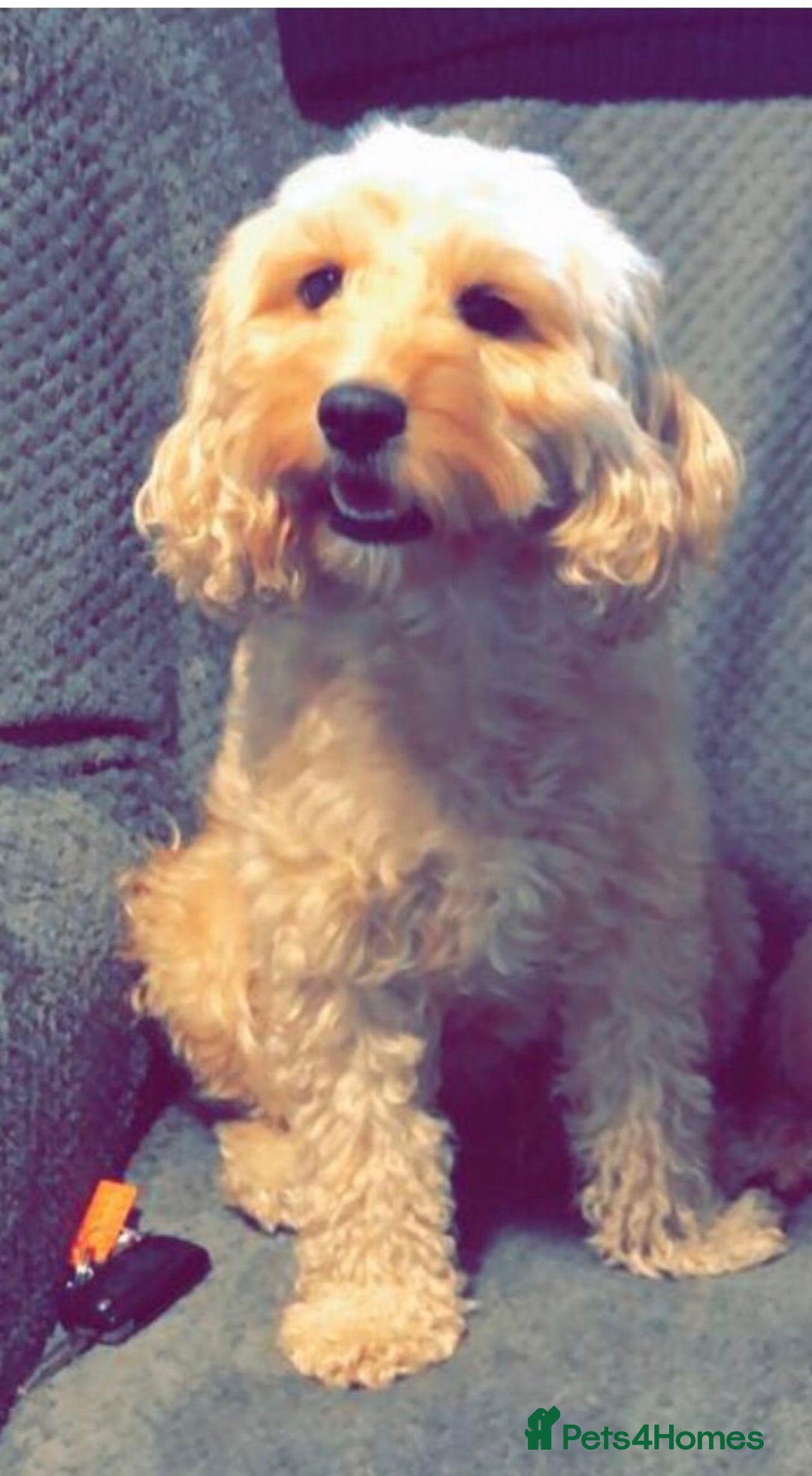 Cockapoo dogs for sale: Cockapoo puppies  - Advert 10