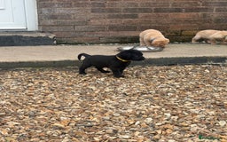 Labrador Retriever dogs for sale: Beautiful labrador - last girl (yellow collar) - Image 26