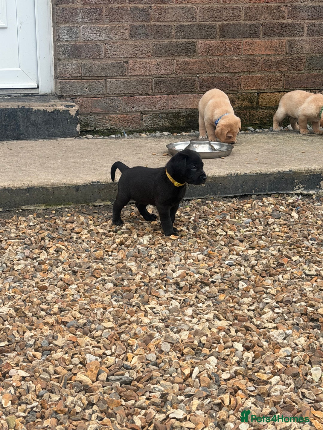 Labrador Retriever dogs for sale: Beautiful labrador - last girl (yellow collar) - Image 26
