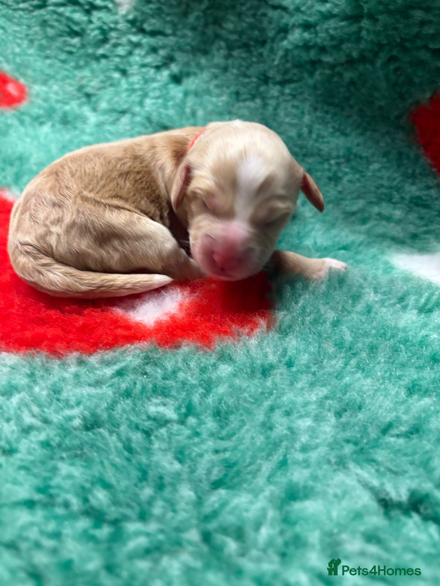 Cockapoo dogs for sale: STUNNING F1 COCKAPOOS  - Advert 12