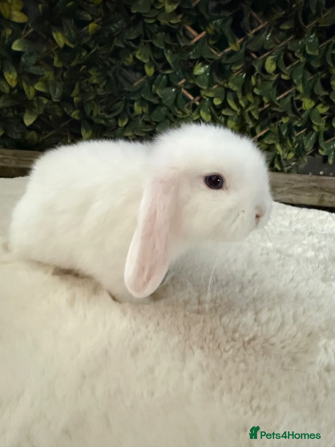 Mini Lop rabbits for sale: Mini lop  - Advert 10