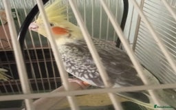 Cockatiels birds for sale: Parent reared young cockatiels  - Image 6