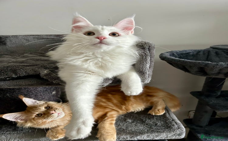 Maine Coon cats - Advert 7