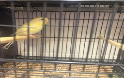 Budgerigars birds for sale: Budgies - Image 8