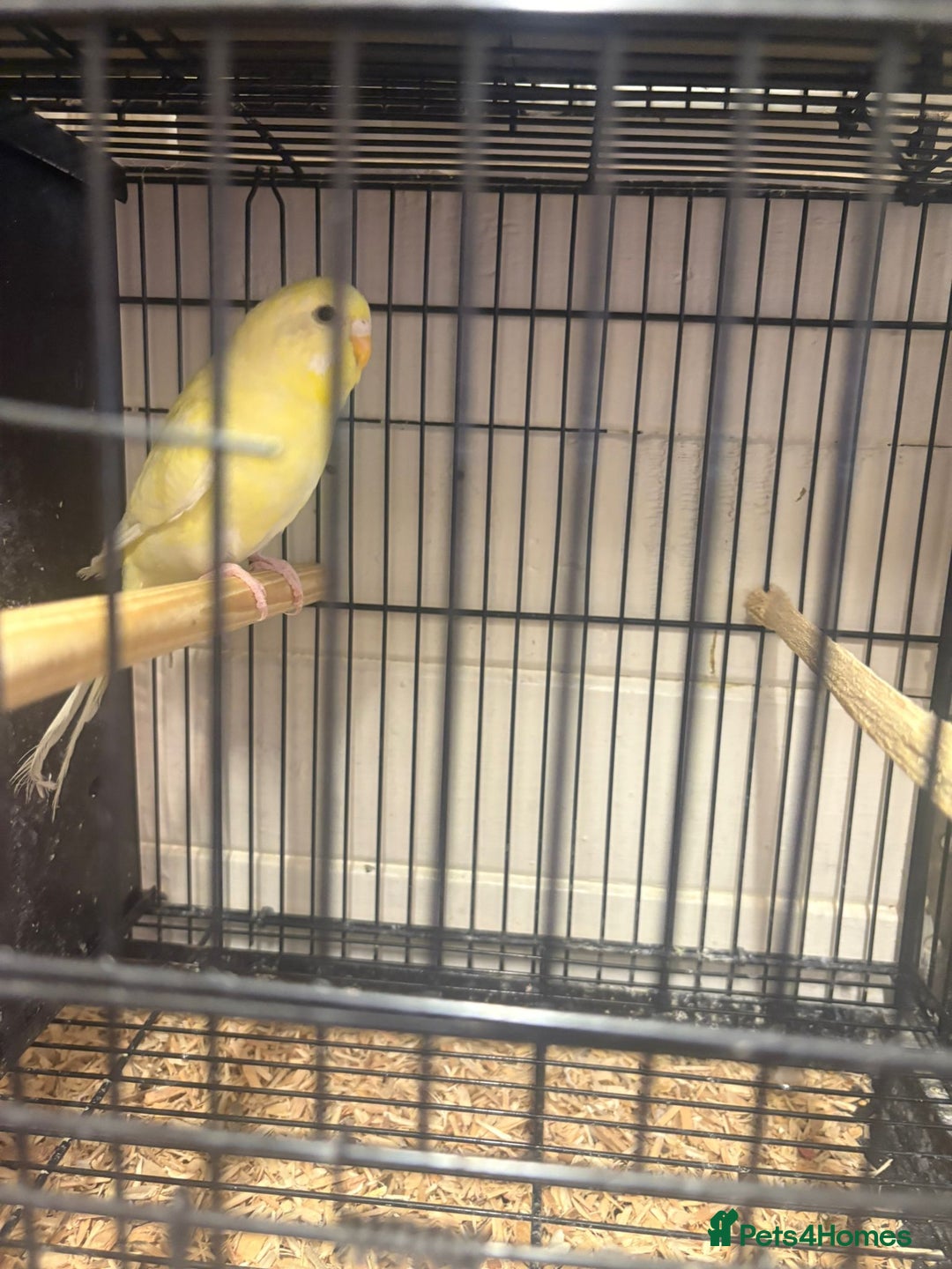 Budgerigars birds for sale: Budgies - Image 8