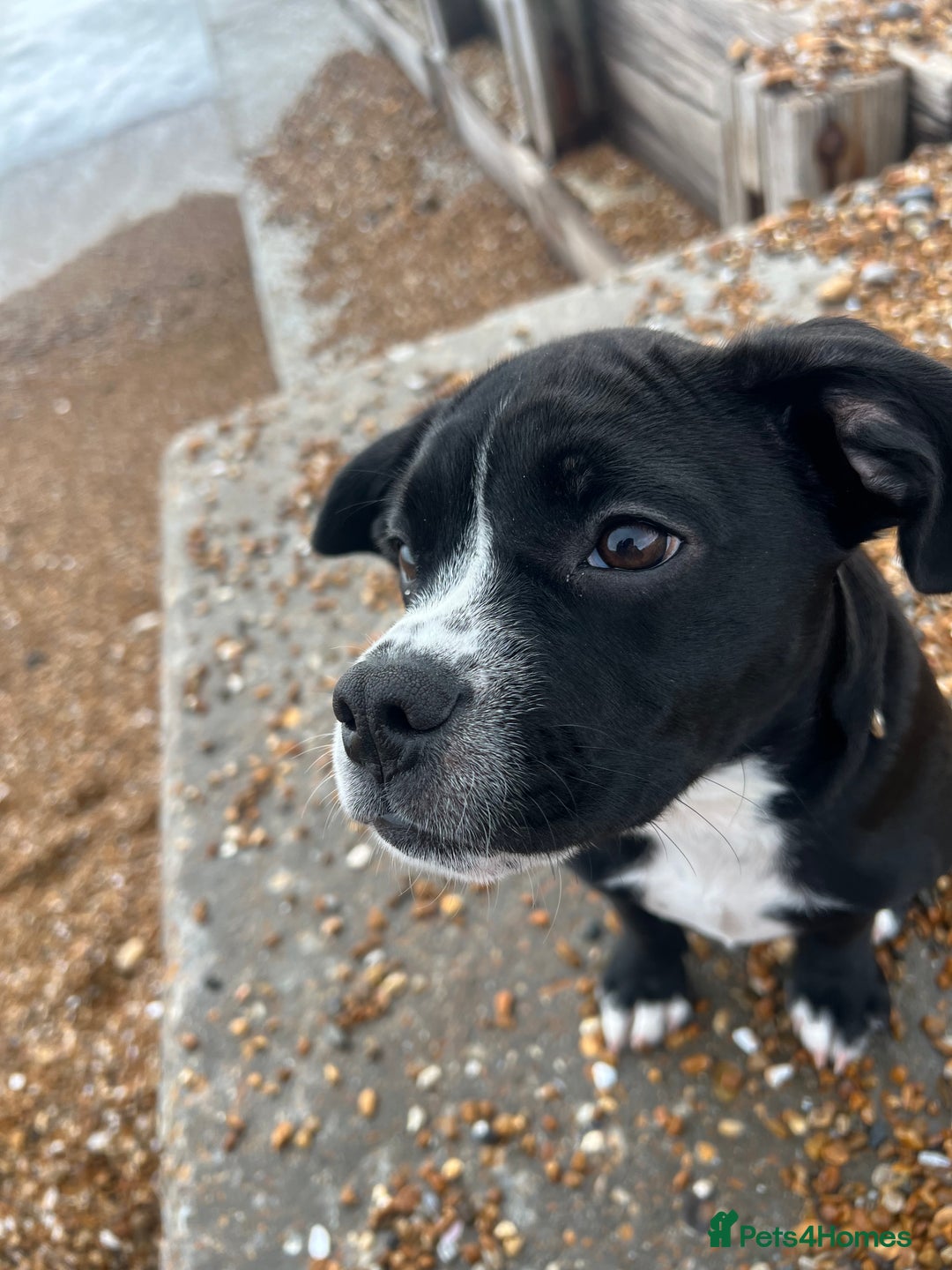 Mixed Breed dogs for sale: Female cocker bull  - Advert 9