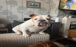English Bulldog dogs for sale: Brother and sister for sale £2500 for both  - Advert 8
