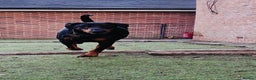 Dobermann dogs for sale: A Stunning strong KC Reg Black & Tan Doberman - Advert 7
