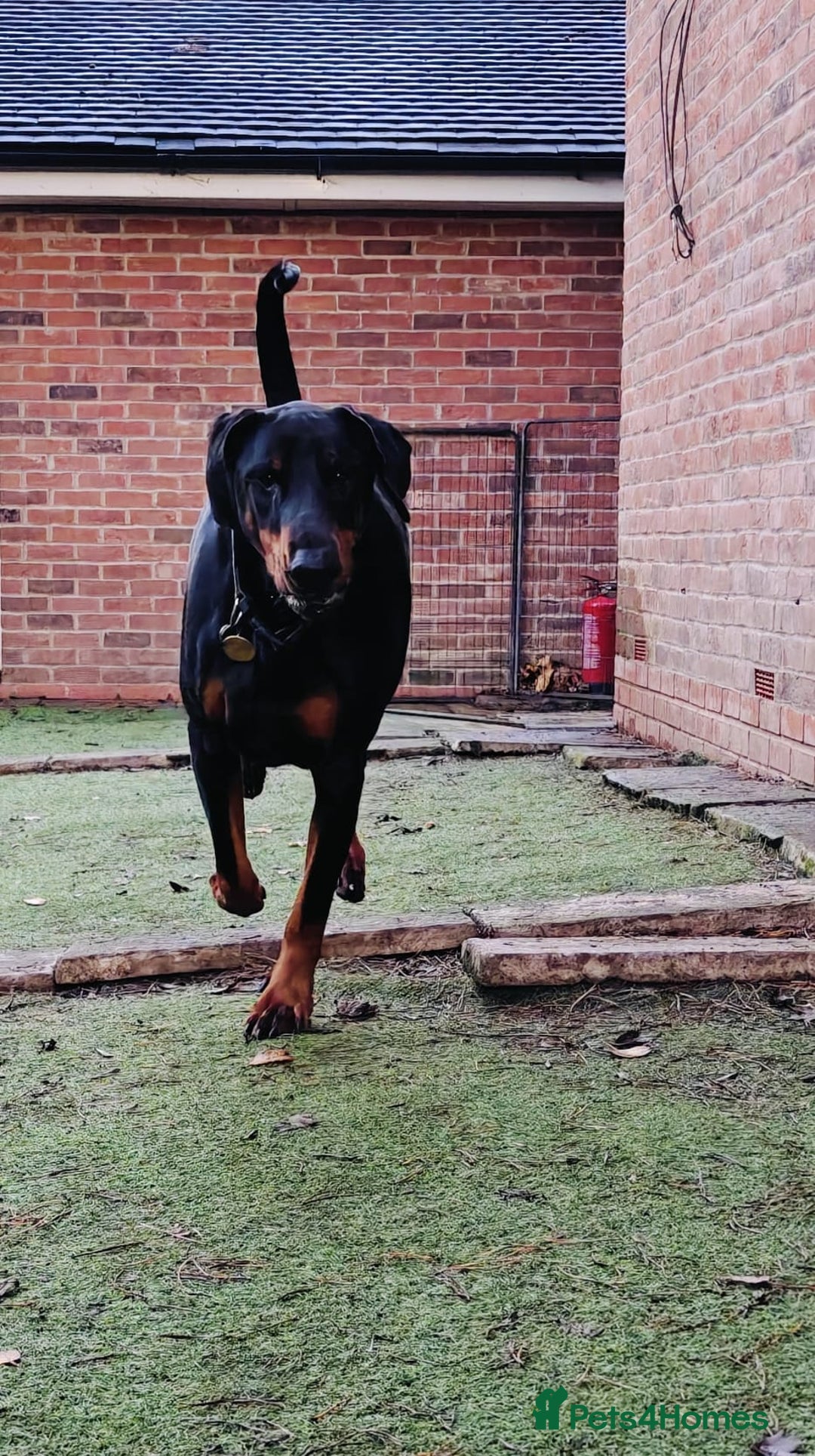 Dobermann dogs for sale: A Stunning strong KC Reg Black & Tan Doberman - Advert 7