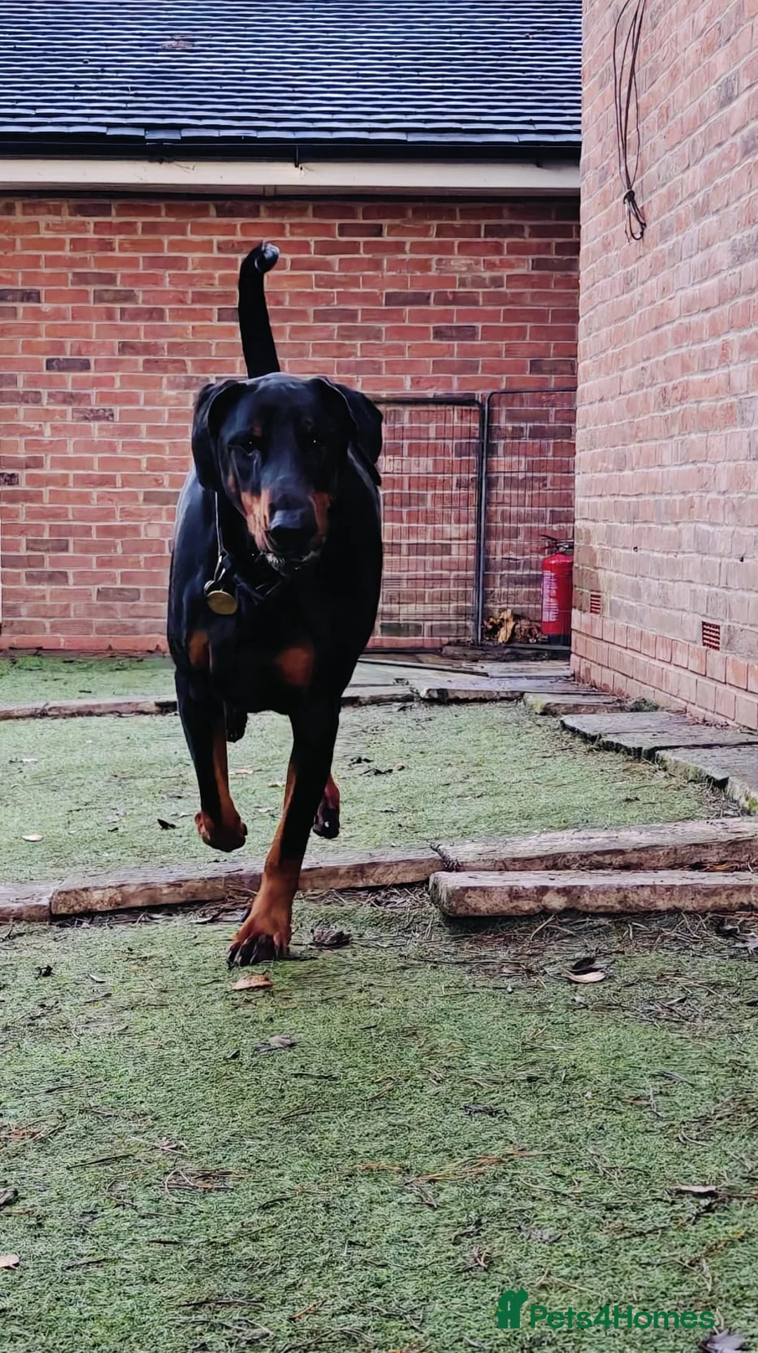 Dobermann dogs for sale: A Stunning strong KC Reg Black & Tan Doberman - Advert 7