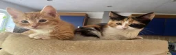 Mixed Breed cats for sale: 1/4 Maine Coon Kittens Ready for Loving Families - Advert 7