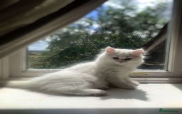 Persian cats for sale: 2 white Persian kits in Wotton-under-Edge - Image 1