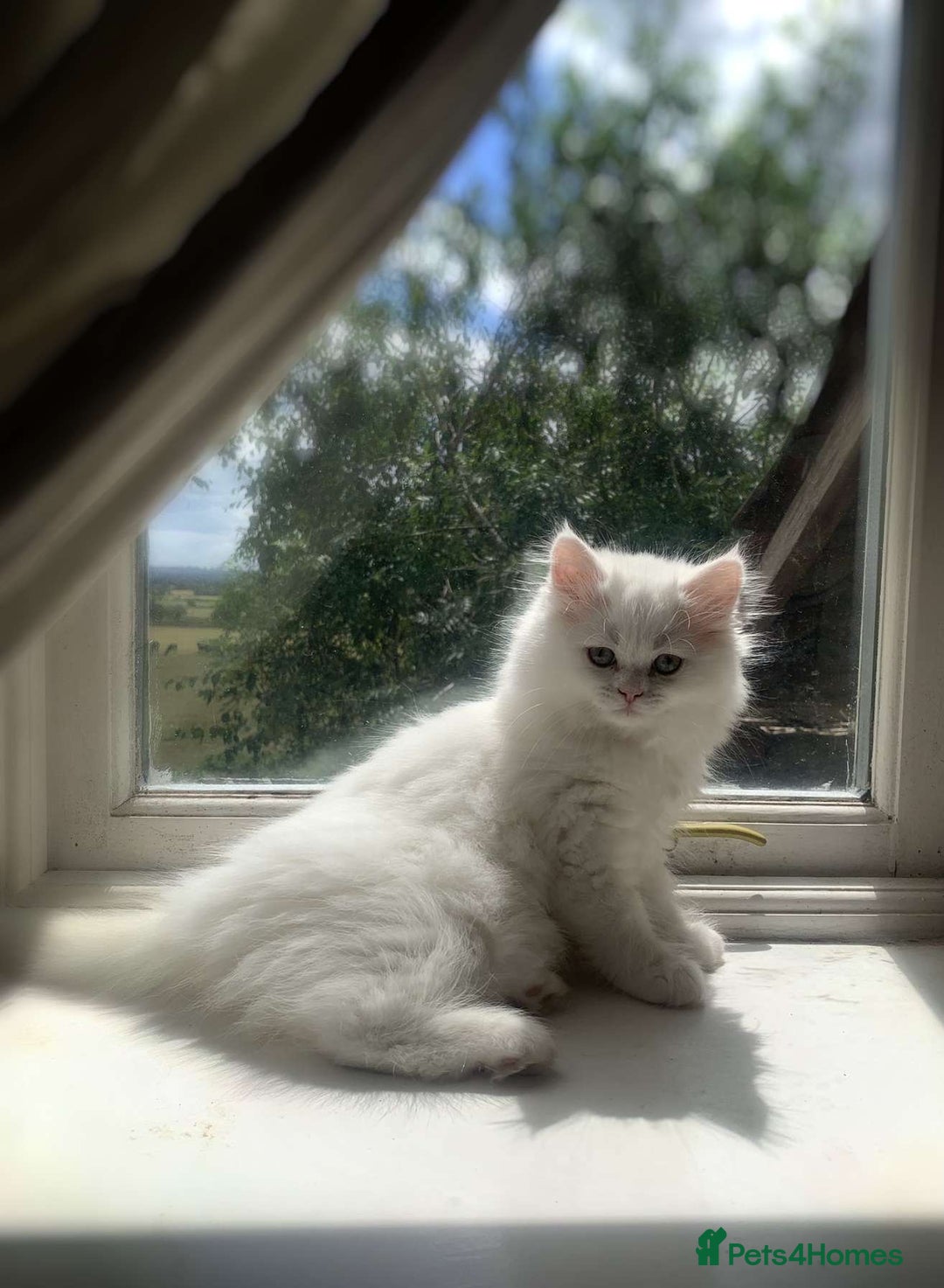 Persian cats for sale: 2 white Persian kits in Wotton-under-Edge - Image 1
