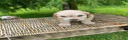 Cockapoo dogs for sale: Cockerpoo puppies  in Chesterfield - Advert 12