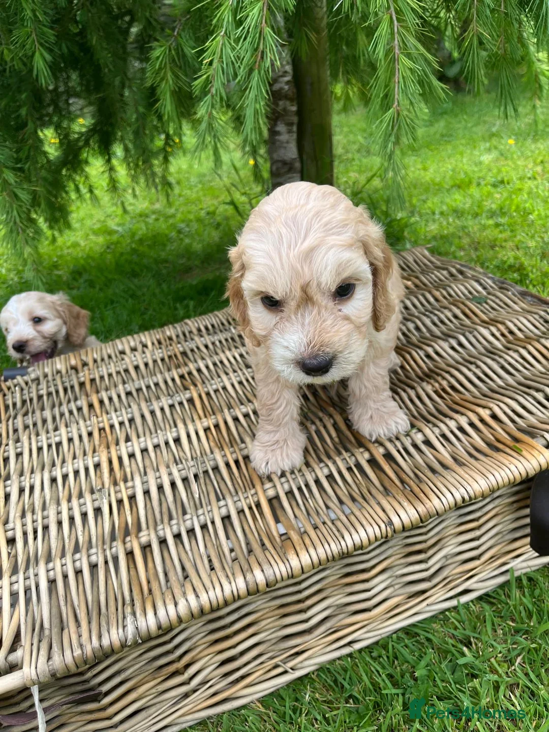 Cockapoo dogs for sale: Cockerpoo puppies  in Chesterfield - Advert 12