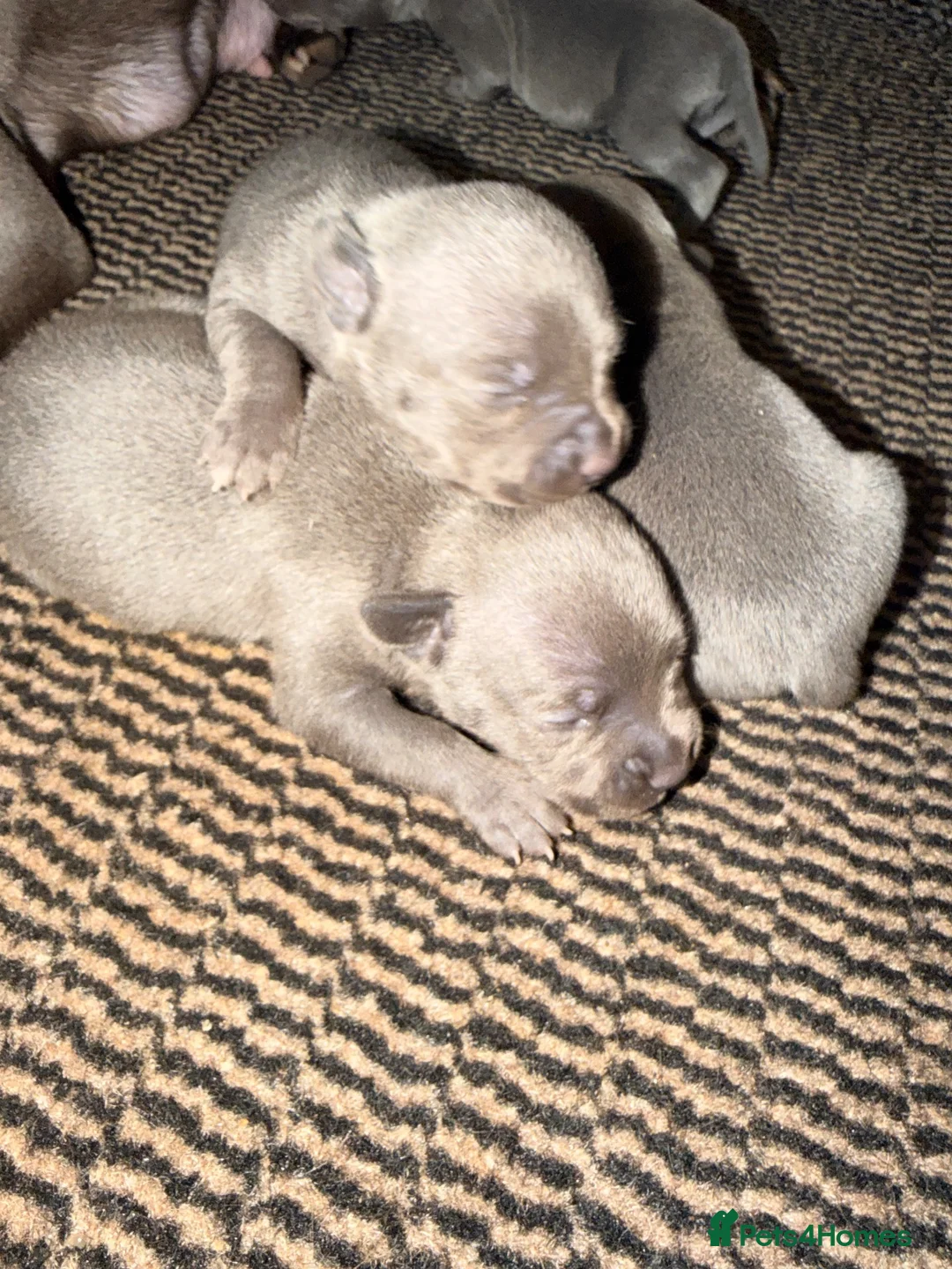 Staffordshire Bull Terrier dogs for sale: Traditional Blue Staffy 30+Champion Puppies  - Advert 1