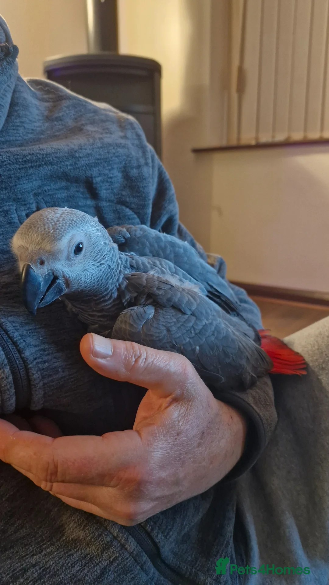 Parrots birds for sale: Hand reared congo African Grey  baby - Advert 1