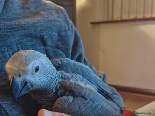 Parrots birds Hand reared congo African Grey baby - Advert 3