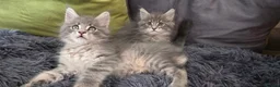 Maine Coon cats for sale: Maine coon kitten  - Advert 16