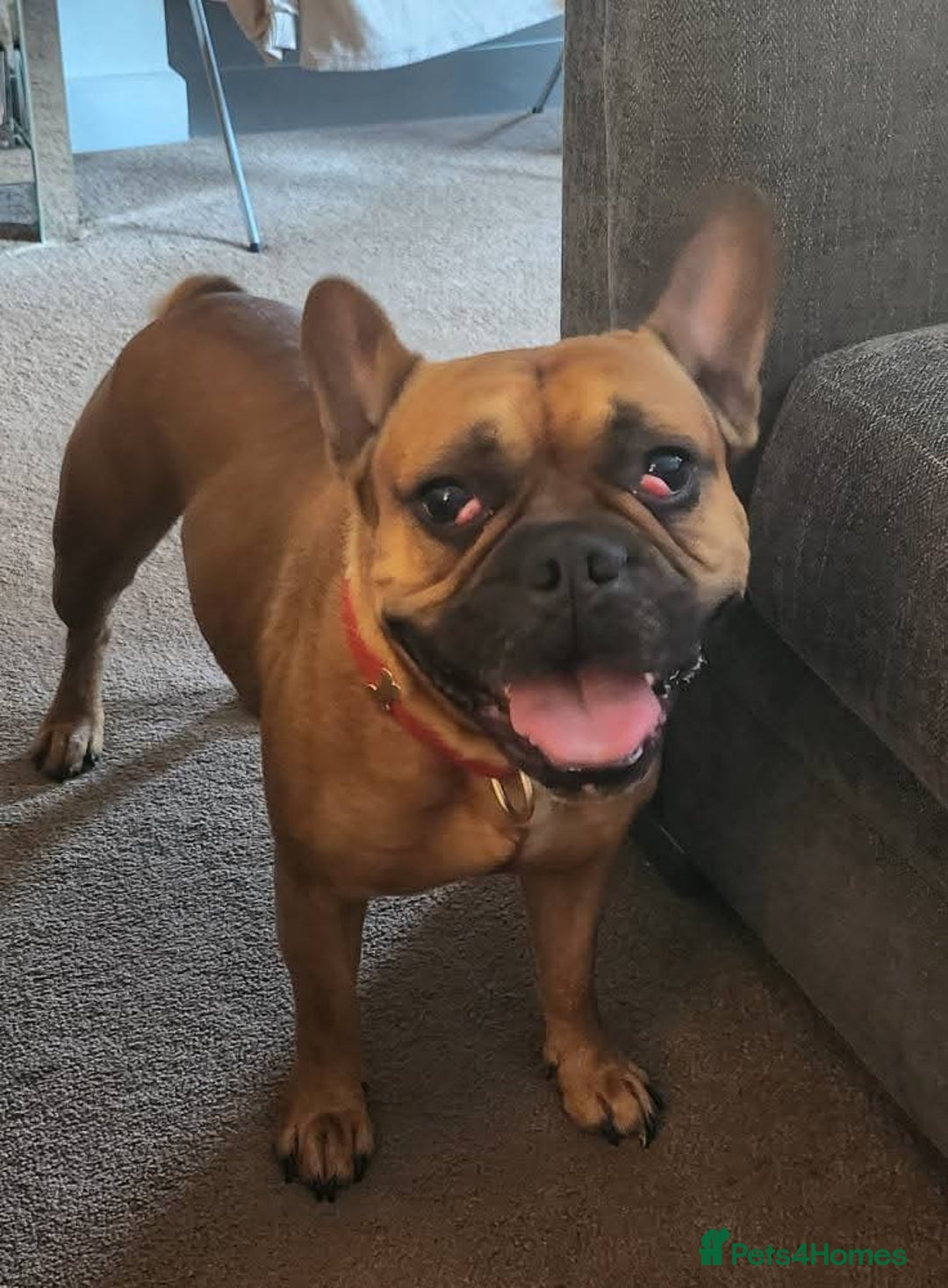 Mixed Breed dogs for sale: Rocky - Image 1