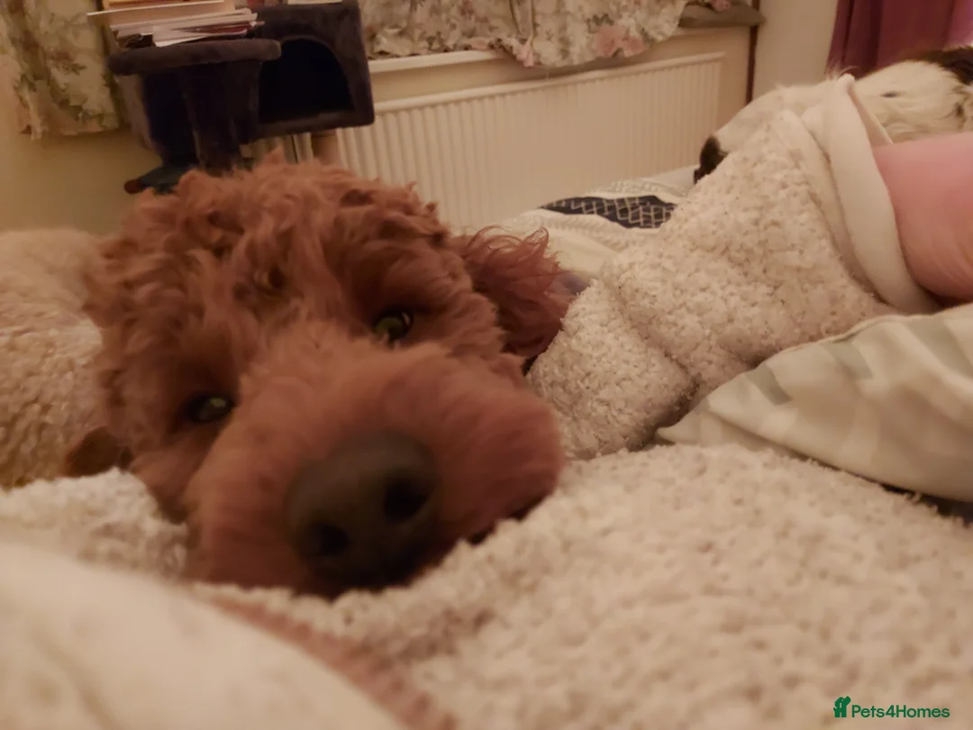 Miniature Poodle dogs for stud: OUR BARRY-KC REGISTERED MINIATURE POODLE FOR STUD in Preston - Advert 18