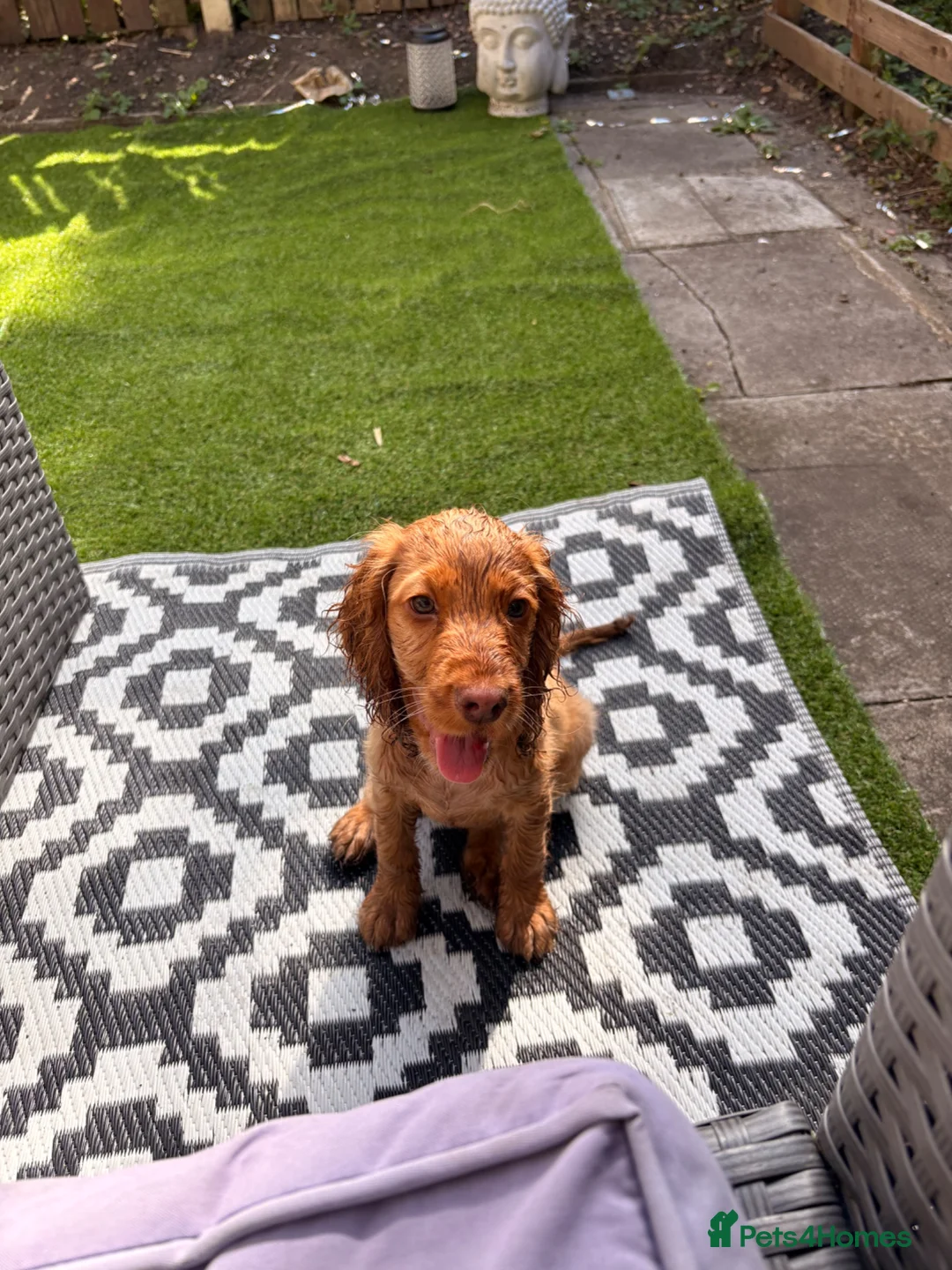 Cocker Spaniel dogs for sale: Honey sable cocker spaniel  in London - Advert 2