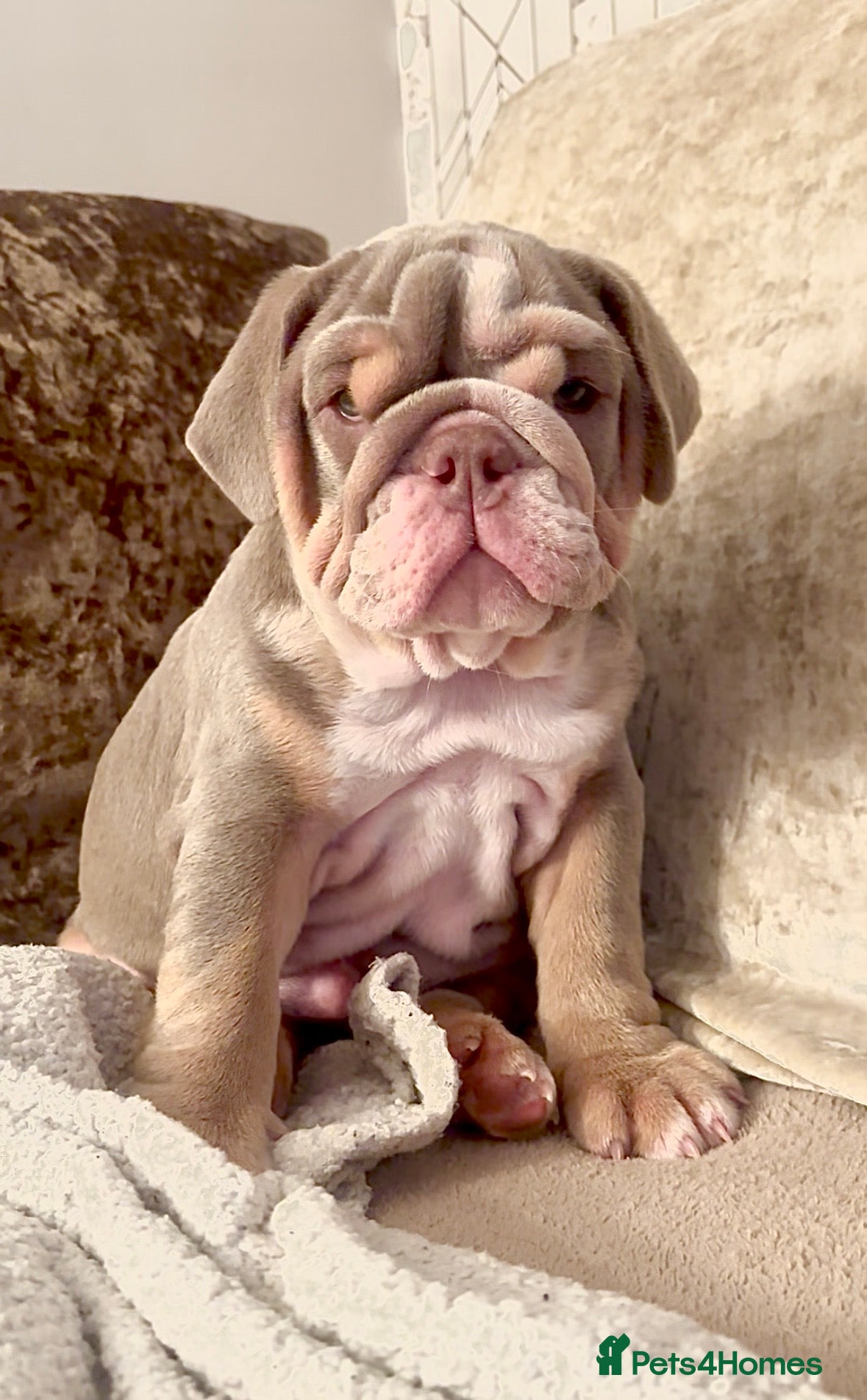 English Bulldog dogs *READY TO GO NOW* English Bulldog Puppies  - Advert 2